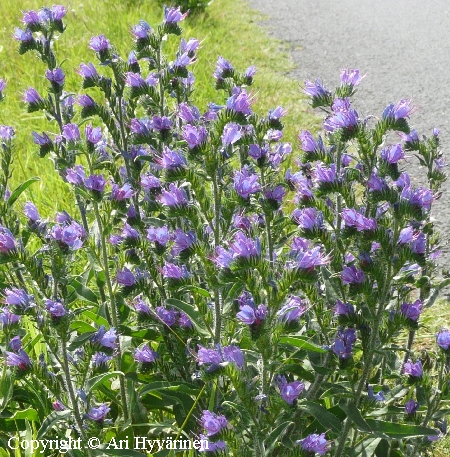 Echium vulgare